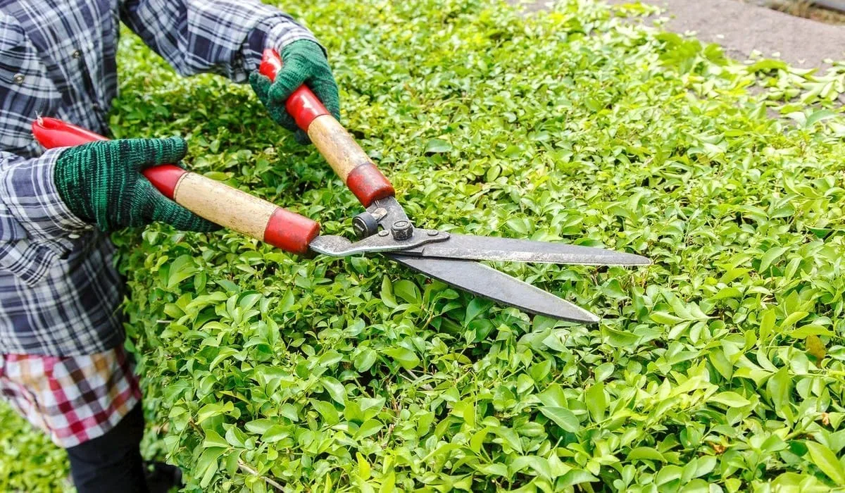 Zonas verdes de una comunidad de vecinos en Tenerife