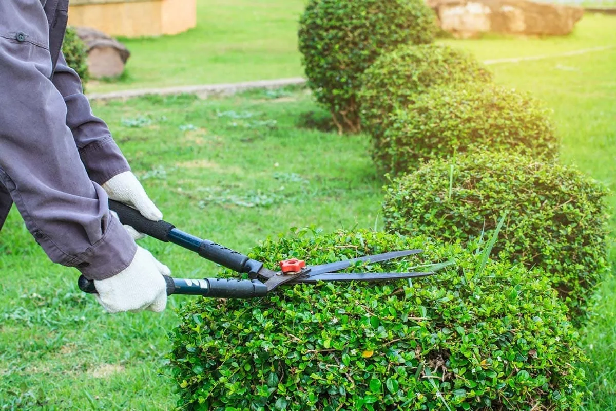 Jardinero realizando el mantenimiento de un jardín en Las Palmas