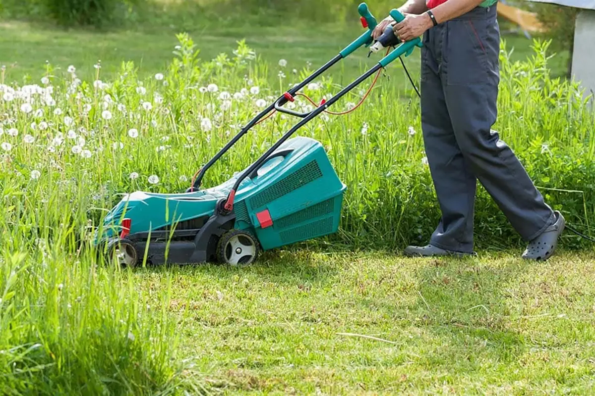 Jardinero segando con un cortacésped eléctrico verde una pradera crecida con dientes de león en una parcela de Murcia