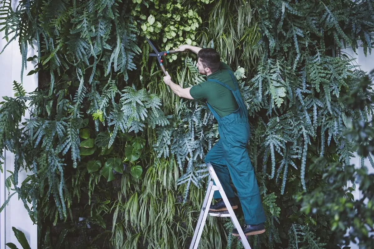 Jardinero subido a una escalera recortando con tijeras de podar un jardín vertical de helechos y cintas en un patio de Madrid
