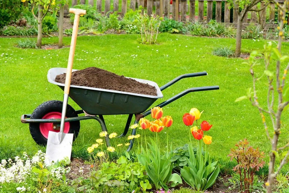 Carretilla cargada de compost y pala junto a un macizo de tulipanes en un jardín de Madrid preparado para plantar