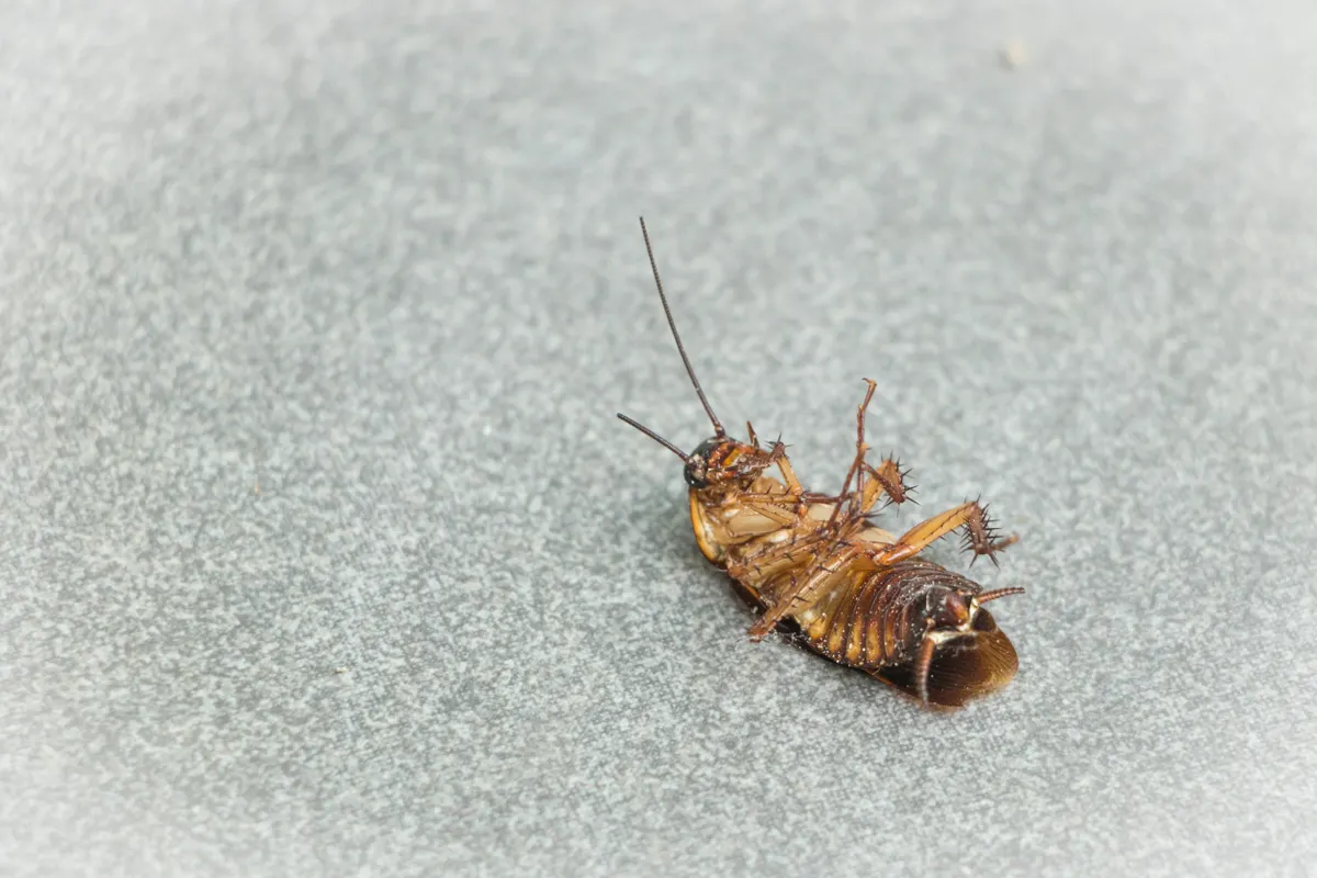 Cucaracha muerta sobre una superficie clara en primer plano
