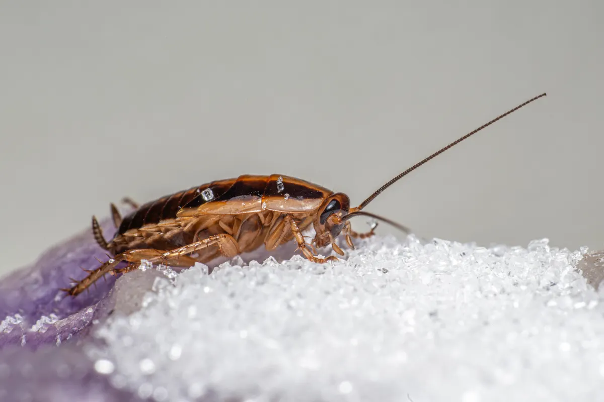 Cucaracha rubia alimentándose de cristales de azúcar vista muy de cerca