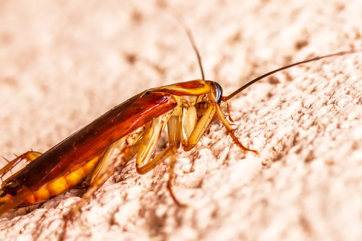 Cucaracha sobre una superficie rugosa en un primer plano muy detallado