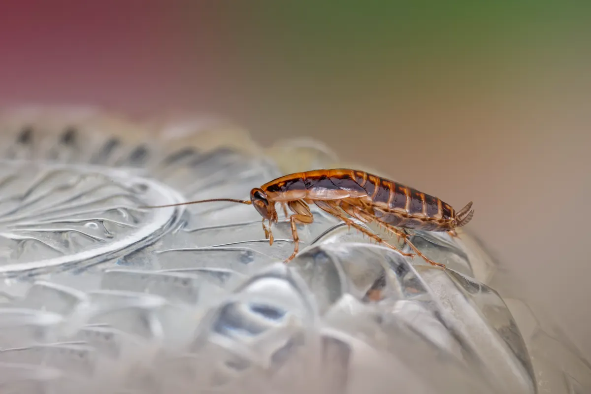 Detalle de una cucaracha sobre un cristal con textura, con su anatomía bien visible