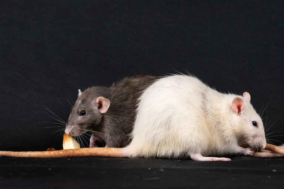 Dos ratas domésticas comiendo sobre un fondo negro