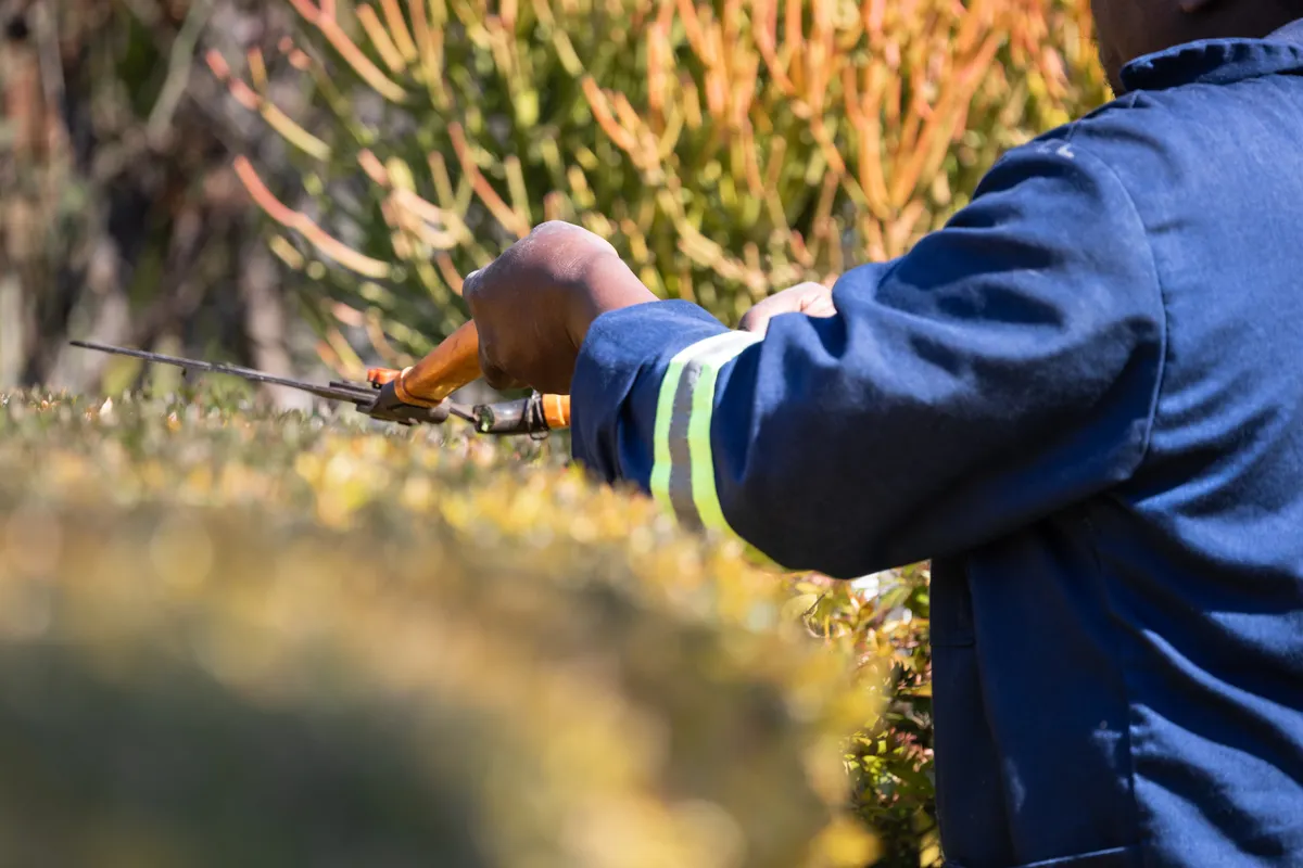 Jardinero con uniforme azul recortando un seto con tijeras de podar
