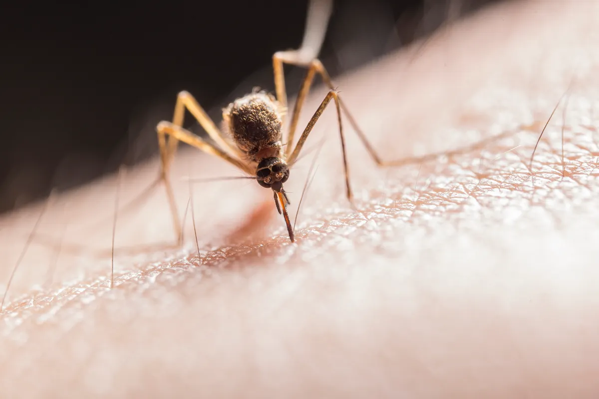 Mosquito clavando su probóscide en la piel visto muy de cerca
