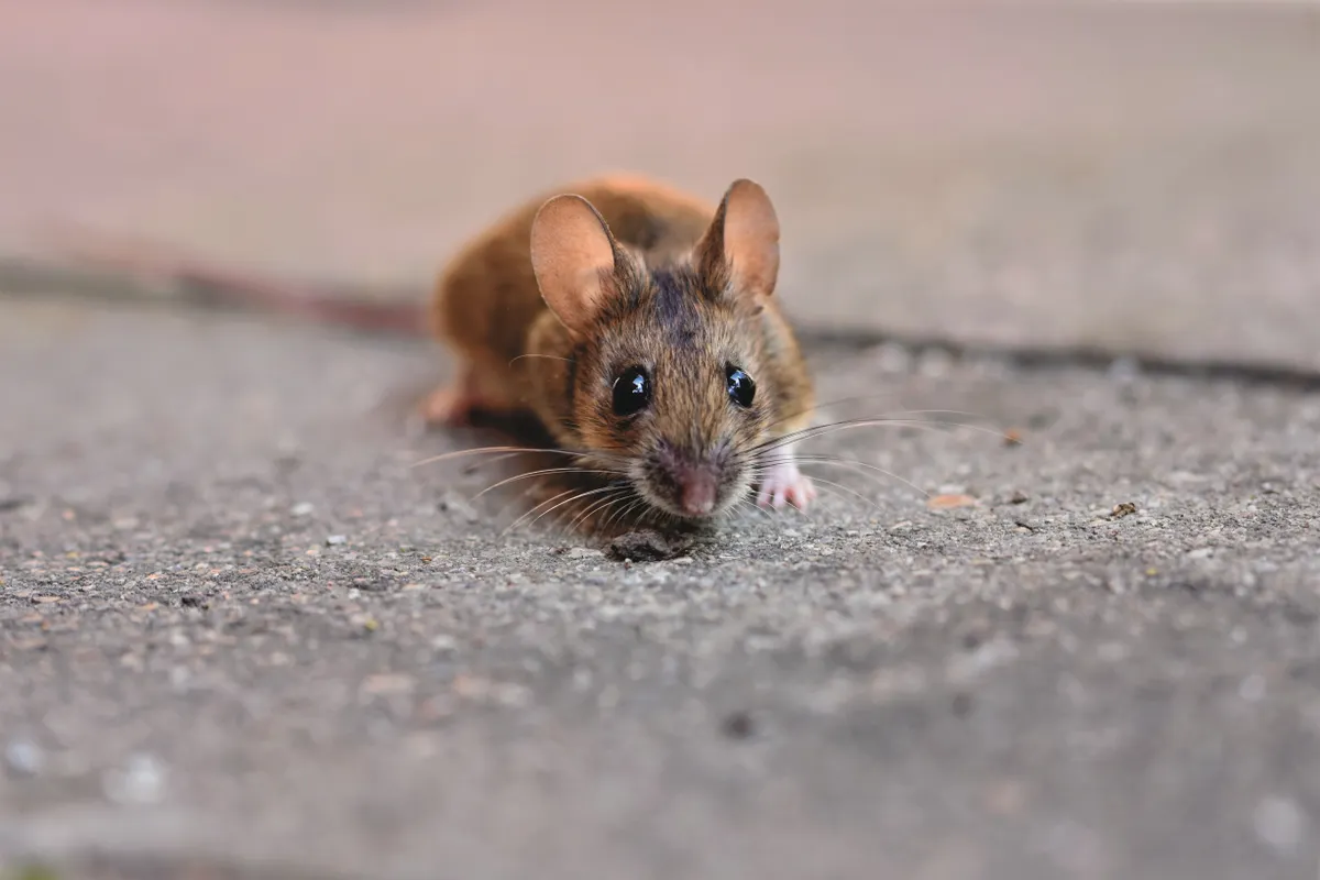 Primer plano de un ratón pequeño con los bigotes visibles sobre hormigón rugoso