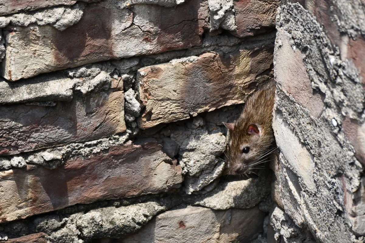 Rata asomando la cabeza por un hueco entre los ladrillos de un muro antiguo