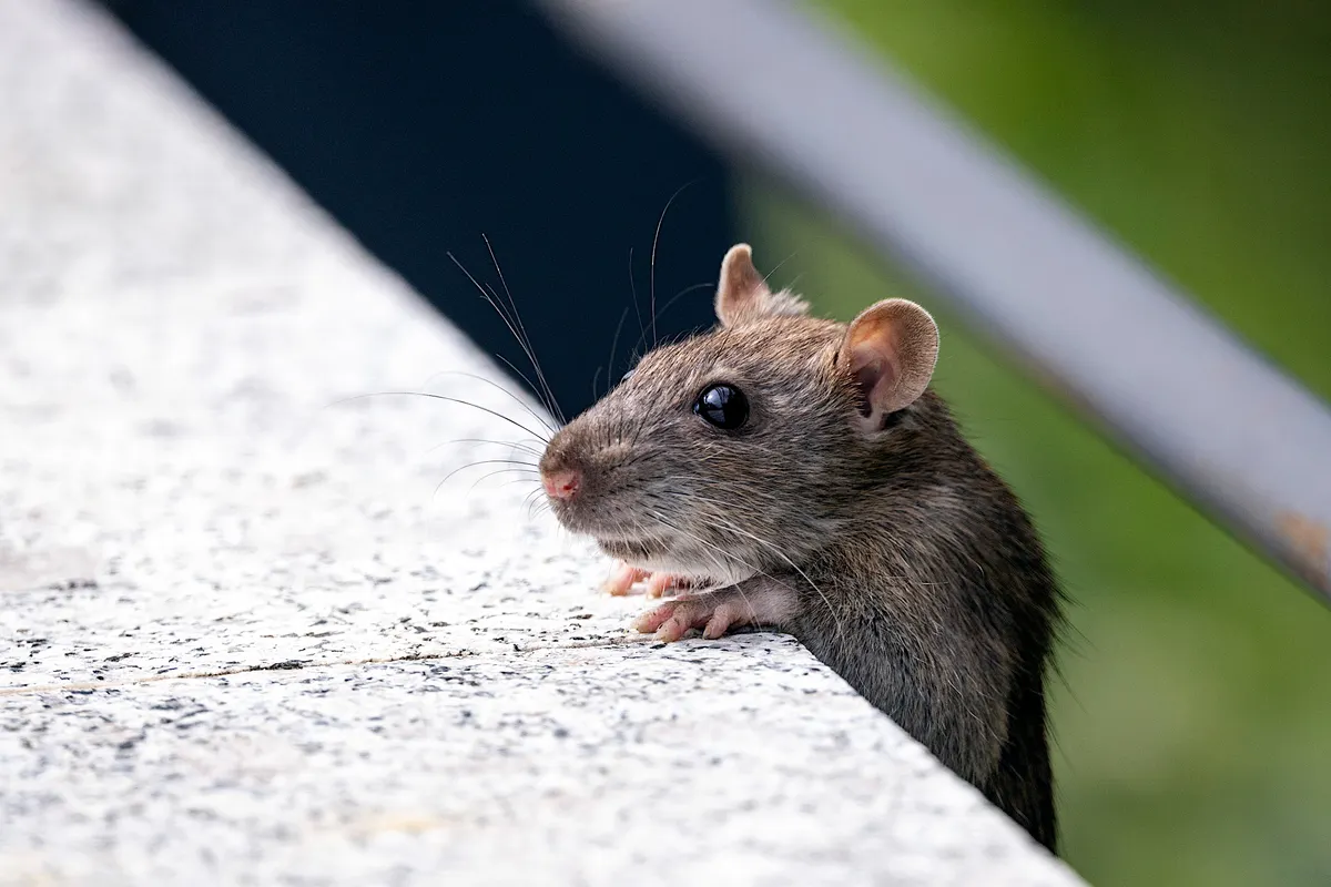 Ratón doméstico asomándose por un borde de hormigón al aire libre
