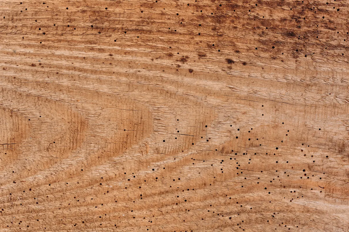 Tabla de madera con los orificios que dejan los insectos xilófagos al salir